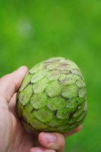 Close-up of person holding apple