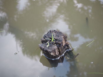 High angle view of crab in lake