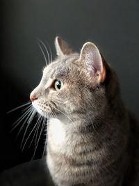 Close-up of a cat looking away