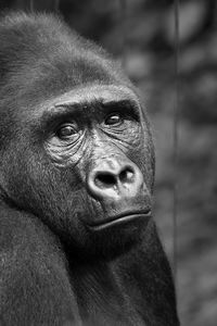 Close-up portrait of a monkey