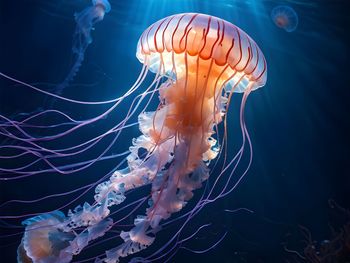 Close-up of jellyfish swimming in sea