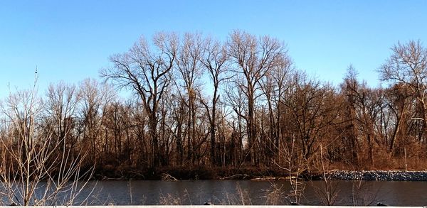 Bare trees by lake against sky during winter