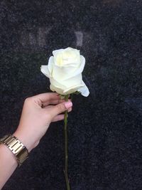 Cropped hand of woman holding white rose against wall