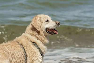 Close-up of golden retriever standing against river