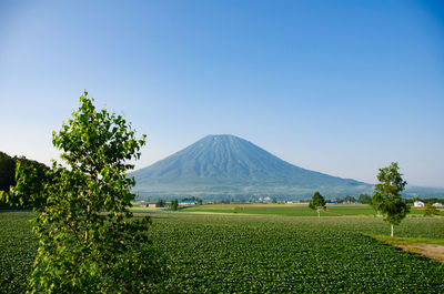 Scenic view of field against clear blue sky