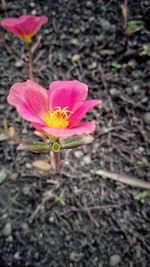 Close-up of pink flower blooming outdoors