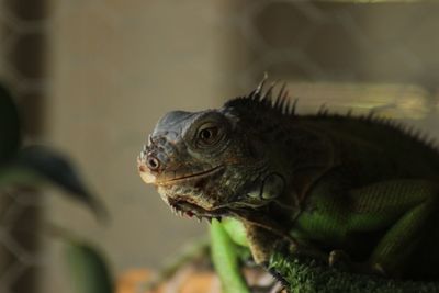 Close-up of lizard