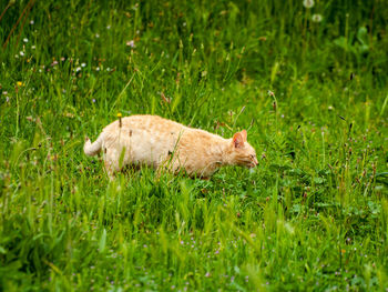 Cat standing on grassy field