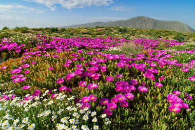 Purple flowering plants on field against sky