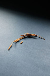 Rice grain on blue backdrop