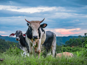 Portrait of cow on field against sky