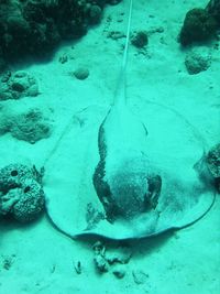 High angle view of fish swimming in sea