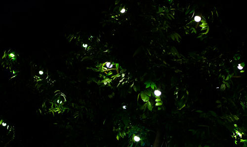 Low angle view of trees against sky at night