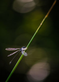 Close-up of insect on grass