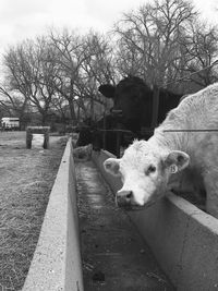 Portrait of cow by tree against sky