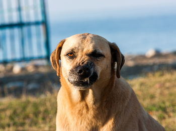 Close-up portrait of dog looking away