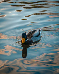 Full length of a duck swimming in lake