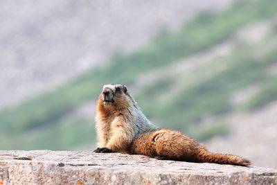 Side view of an animal on rock