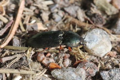 Close-up of insect