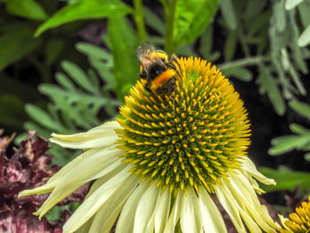 Close-up of bee pollinating on flower