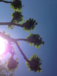 Low angle view of tree against sky during sunny day