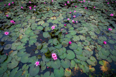 High angle view of pink lotus water lily in lake