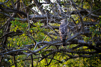 Bird perching on a tree