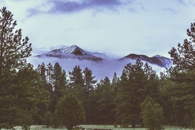 Scenic view of trees in forest against sky