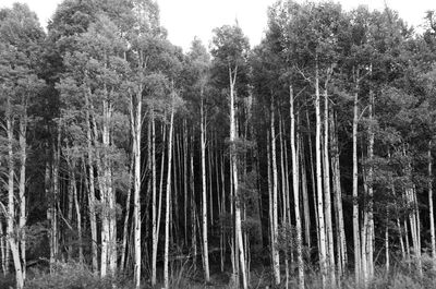 Trees in forest