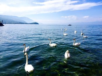 Swans in sea against sky