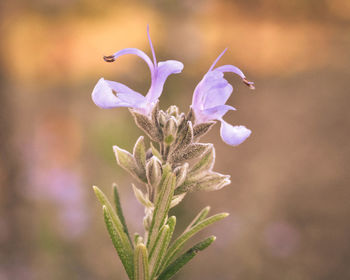 Close-up of purple flowering plant