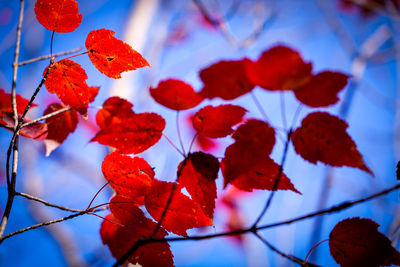 Low angle view of red leaves on plant against sky