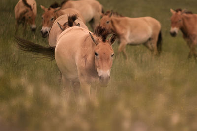 Wild horses on grassland