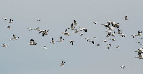 Low angle view of birds flying in the sky