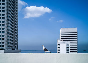 Seagull perching on a building