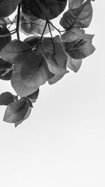 Low angle view of flowering plant against clear sky