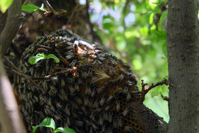 Close-up of bee on tree trunk