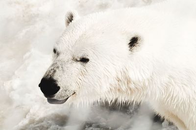 polar bear