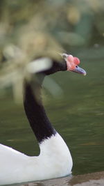 Close-up of swan swimming on lake