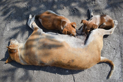 High angle view of dog sleeping