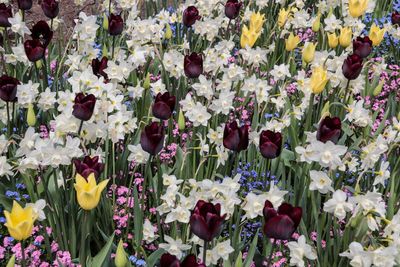 Full frame shot of multi colored tulips