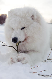 Close-up of sheep on snow