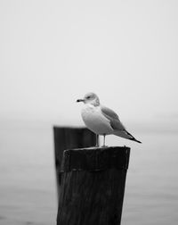 Seagull perching on wooden post