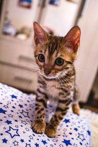 Close-up portrait of tabby cat