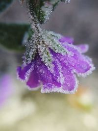 Close-up of water drops on purple flower