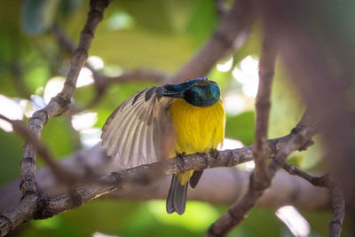 Close-up of bird perching on branch