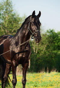 Black horse standing against sky