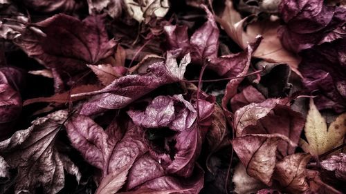 Full frame shot of purple flowers