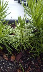 High angle view of succulent plants