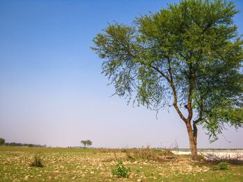 Scenic view of agricultural field against clear sky